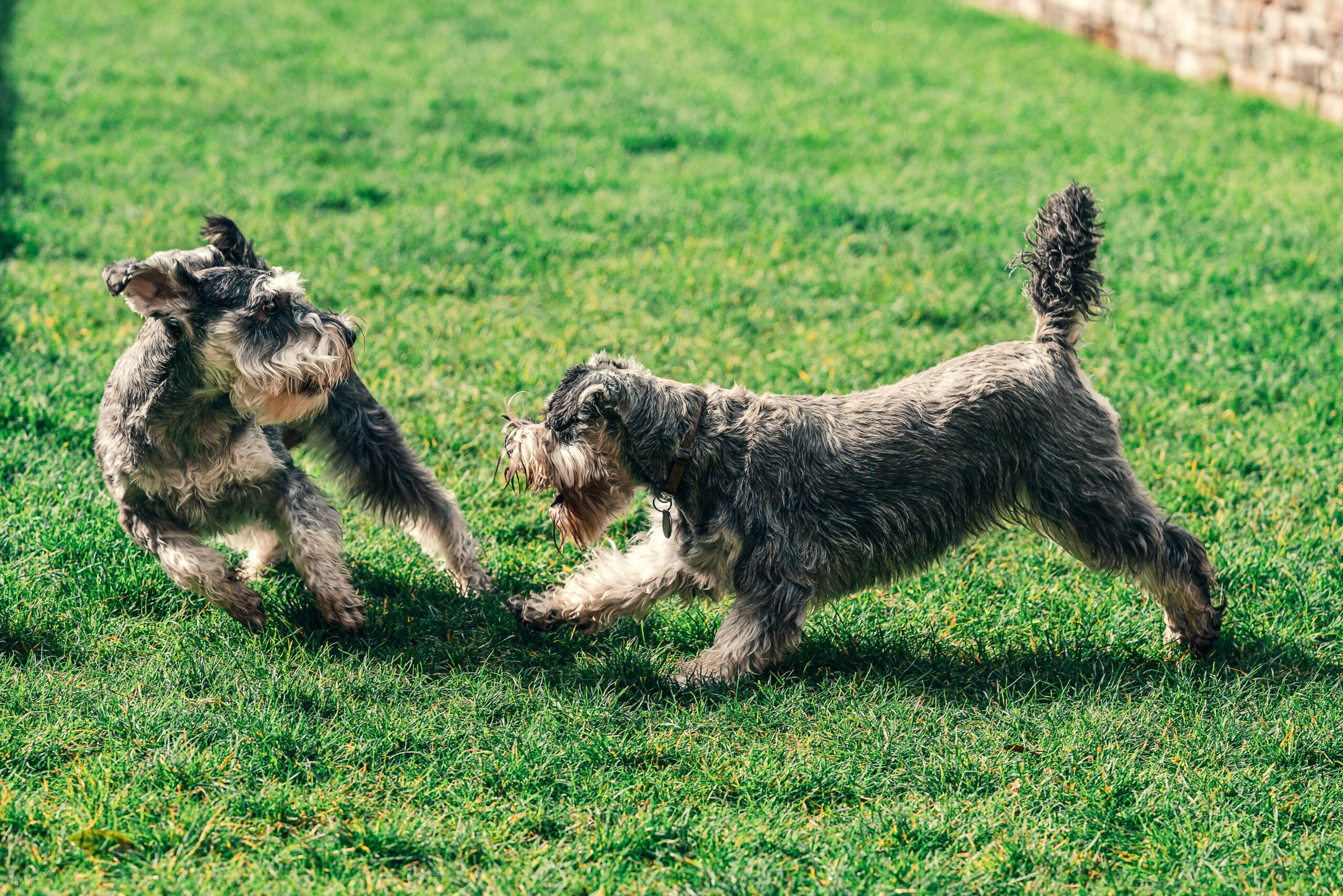 Photo of Two Schnauzer Playing on Grass